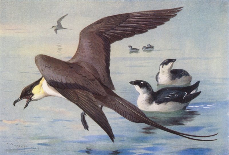  by Archibald Thorburn