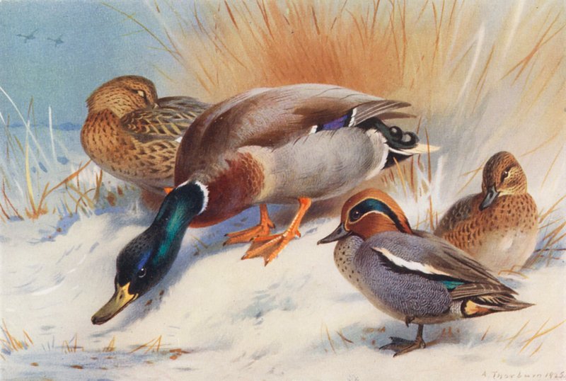  by Archibald Thorburn