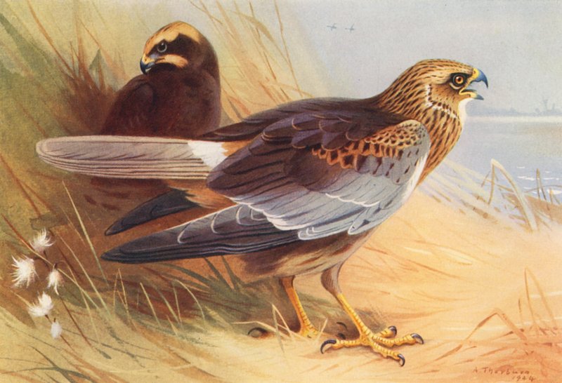 by Archibald Thorburn