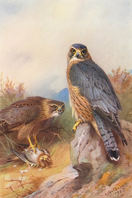Merlin (renkli lito) by Archibald Thorburn