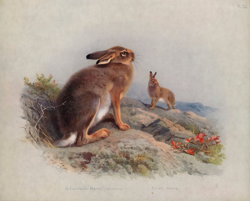 Dağ Tavşanı (sonbahar), İrlanda Tavşanı by Archibald Thorburn