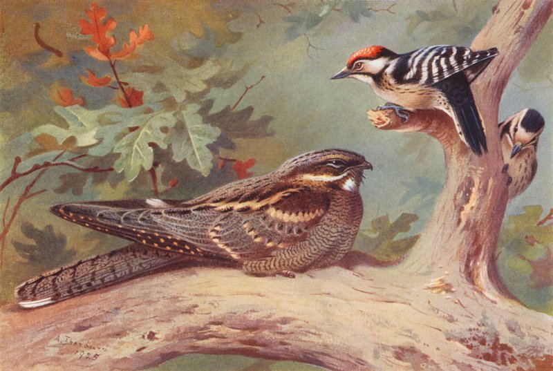  by Archibald Thorburn
