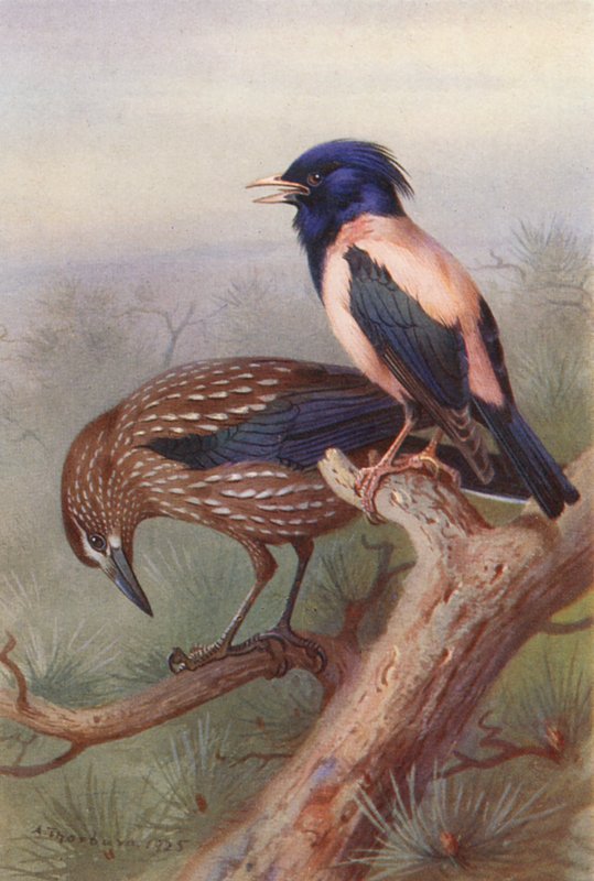  by Archibald Thorburn