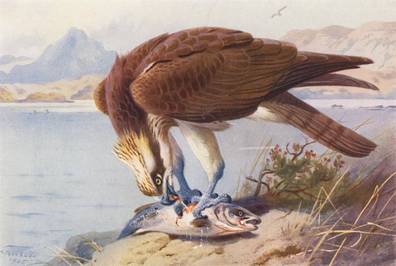 Osprey (renkli lito) by Archibald Thorburn