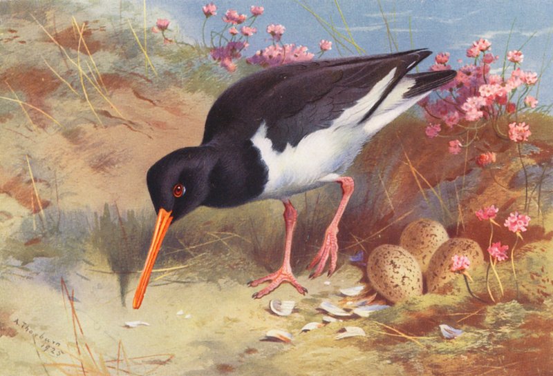  by Archibald Thorburn