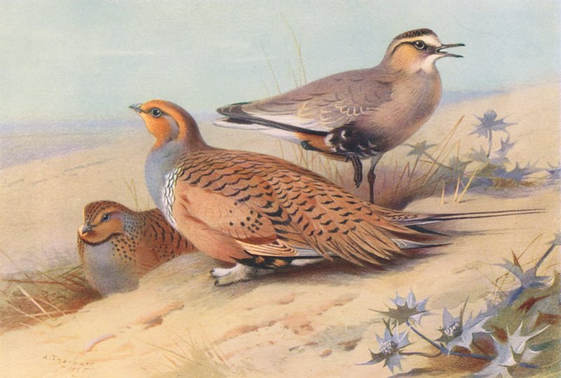 Pallas Kumkuşu (erkek ve dişi), Sürmeli Yağmurcun (renkli lito) by Archibald Thorburn