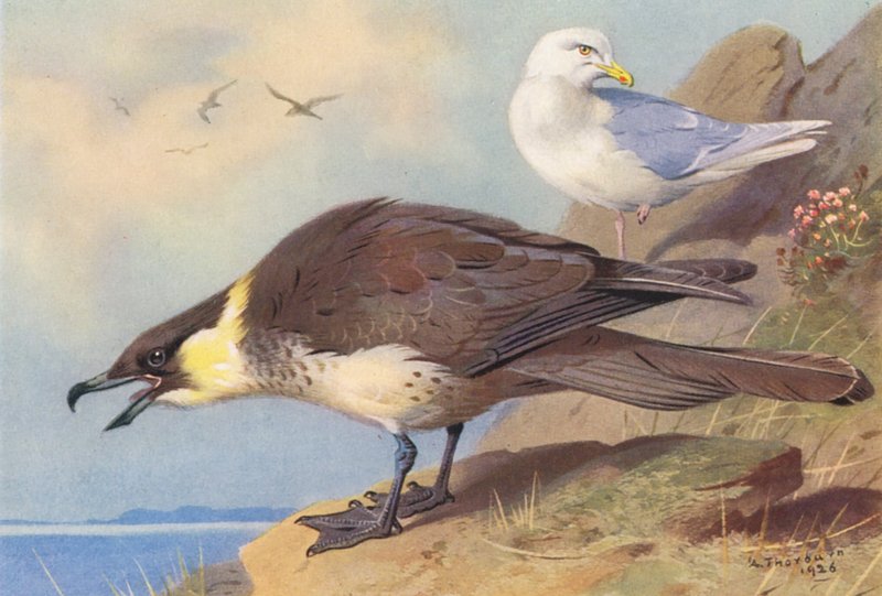  by Archibald Thorburn
