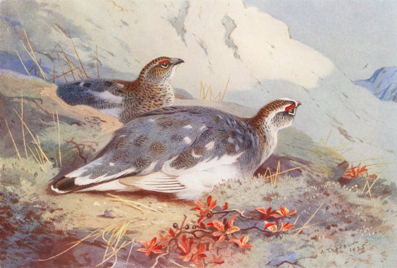  by Archibald Thorburn