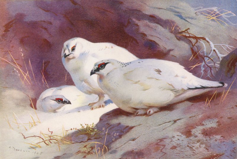  by Archibald Thorburn