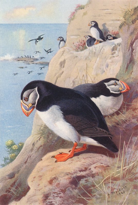  by Archibald Thorburn