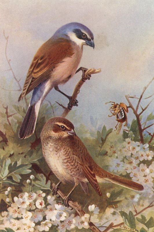  by Archibald Thorburn