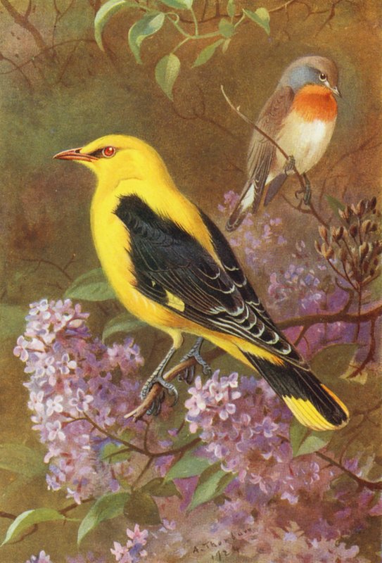 Kırmızı Göğüslü Sinekkapan, Altın Oriole (renkli lito) by Archibald Thorburn