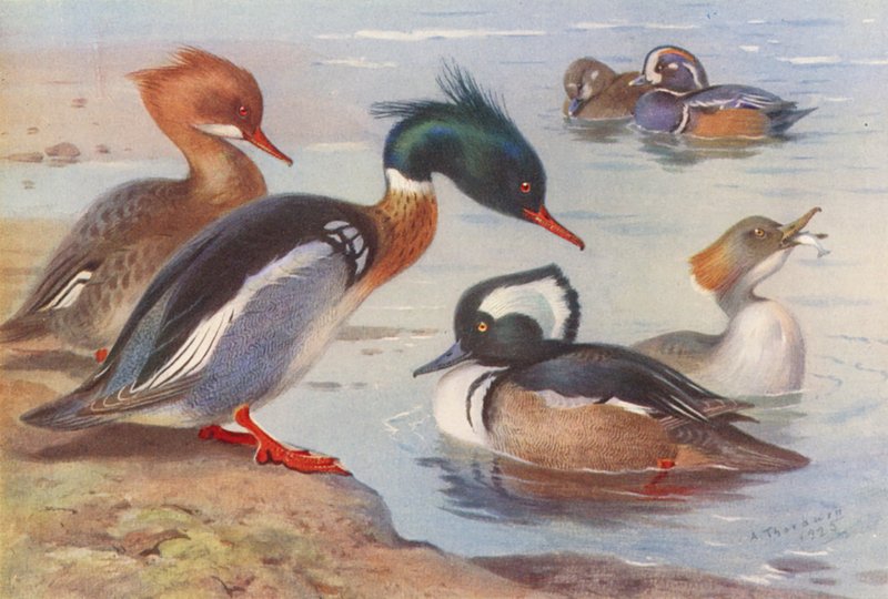  by Archibald Thorburn