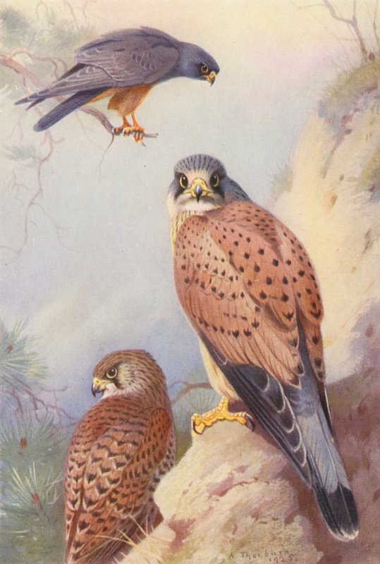  by Archibald Thorburn