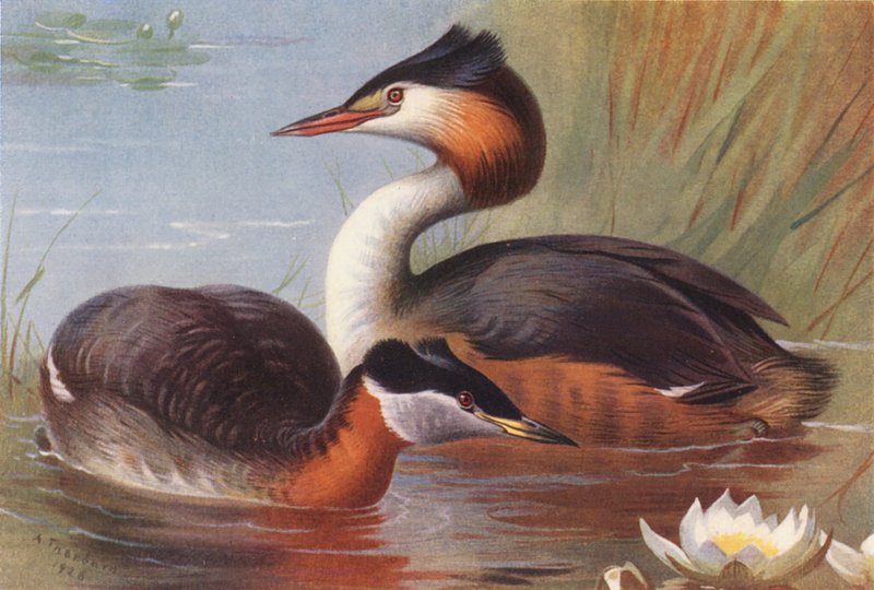  by Archibald Thorburn