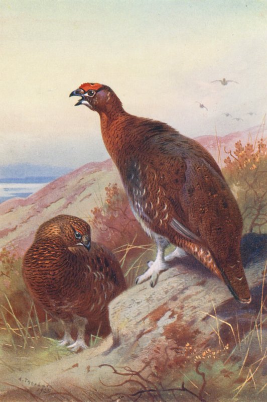  by Archibald Thorburn
