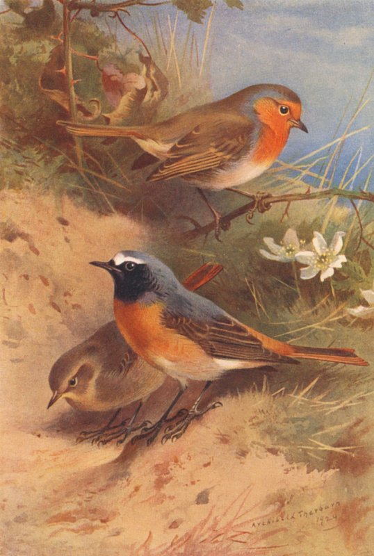  by Archibald Thorburn