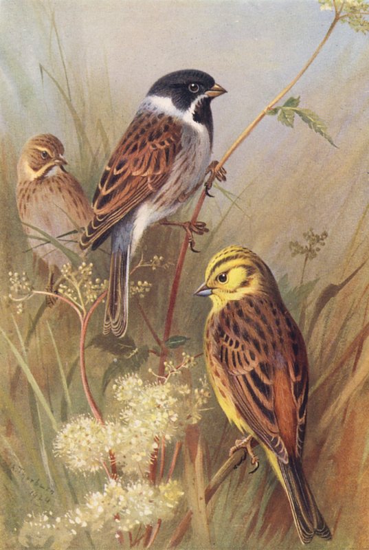 by Archibald Thorburn