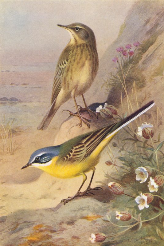  by Archibald Thorburn