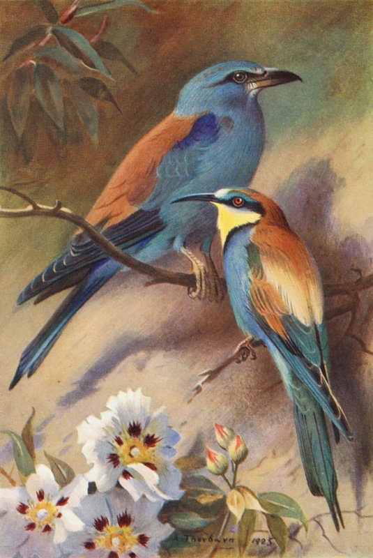  by Archibald Thorburn