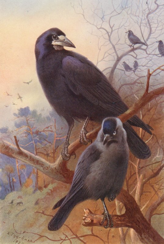  by Archibald Thorburn