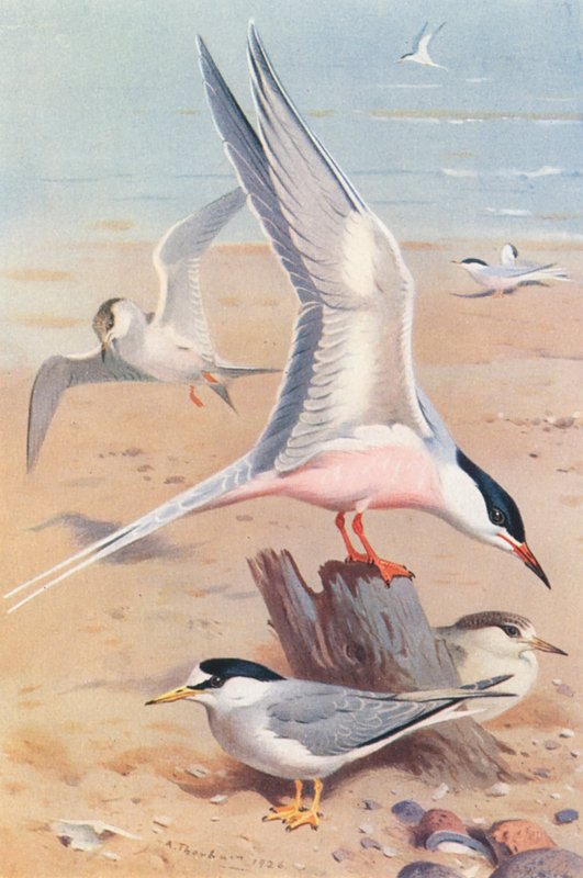  by Archibald Thorburn