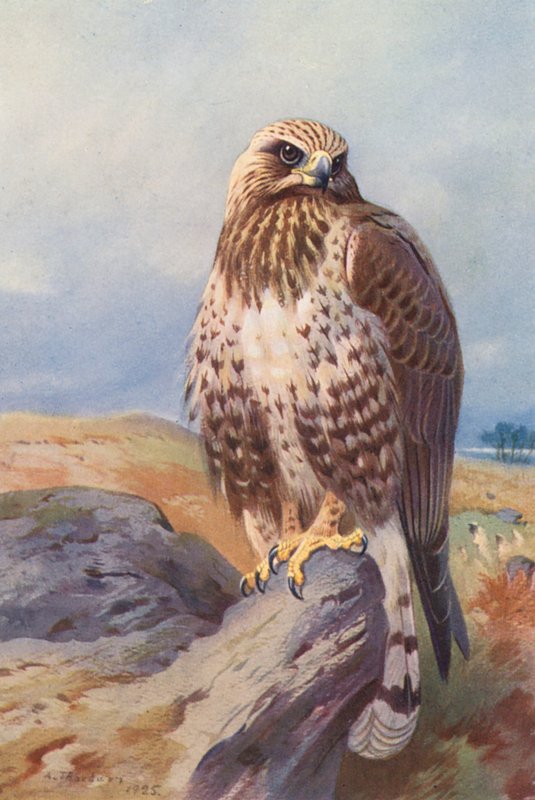  by Archibald Thorburn