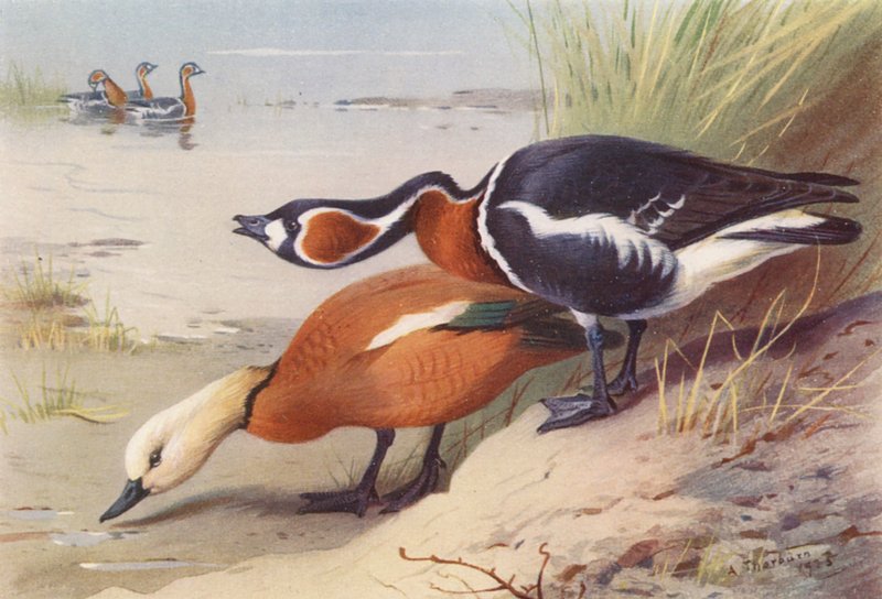  by Archibald Thorburn