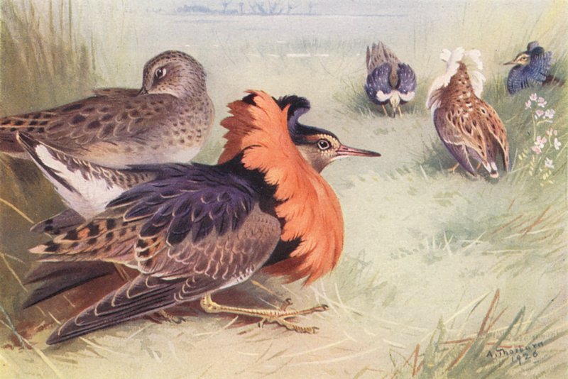 Ruff (dört tip erkek ve dişi) (renkli lito) by Archibald Thorburn