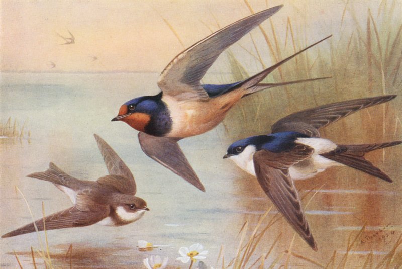  by Archibald Thorburn