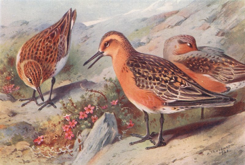  by Archibald Thorburn