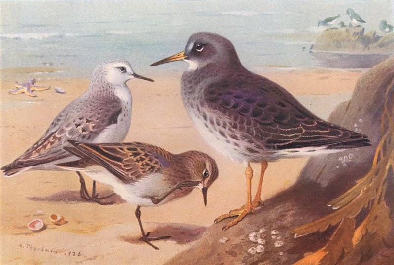  by Archibald Thorburn