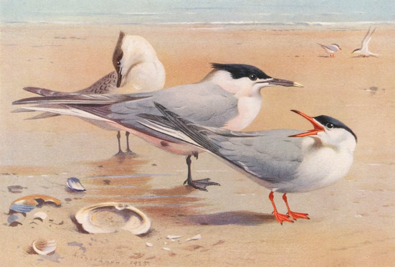  by Archibald Thorburn