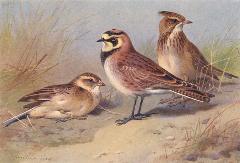 Kısa Parmaklı Lark, Kıyı Larkı, Tepeli Lark (renkli lito) by Archibald Thorburn