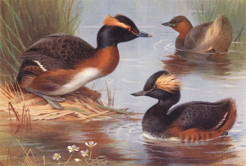  by Archibald Thorburn