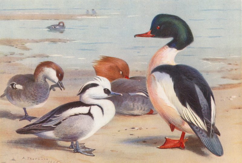  by Archibald Thorburn