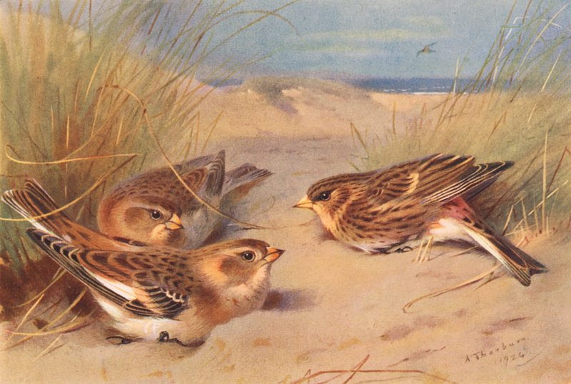  by Archibald Thorburn