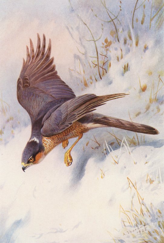  by Archibald Thorburn