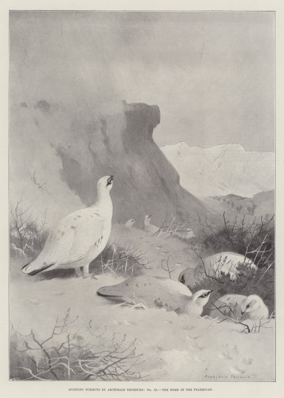 Spor Konuları, Ptarmigan