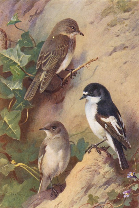  by Archibald Thorburn
