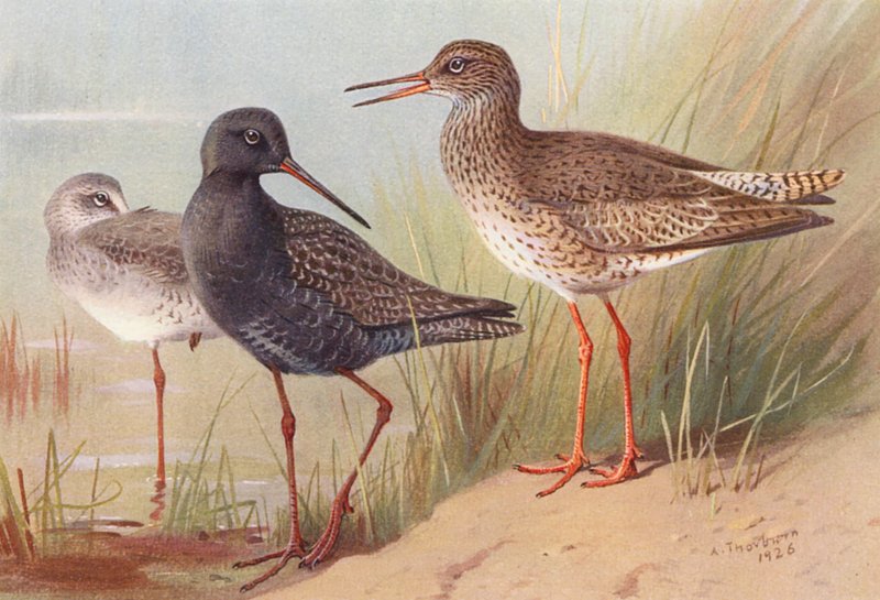  by Archibald Thorburn