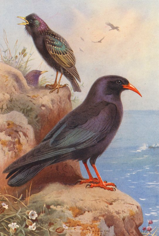  by Archibald Thorburn
