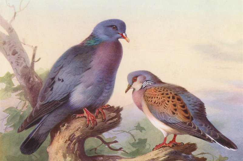  by Archibald Thorburn