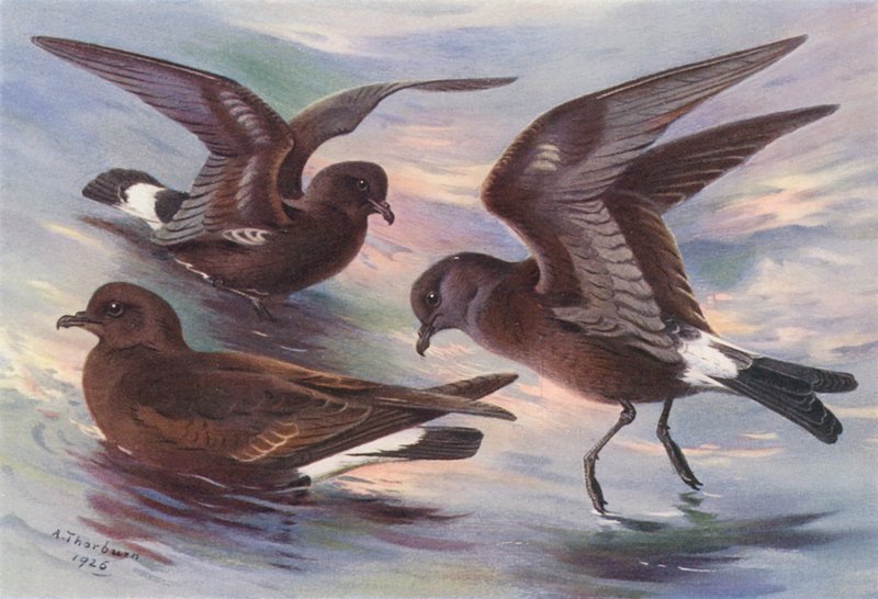  by Archibald Thorburn