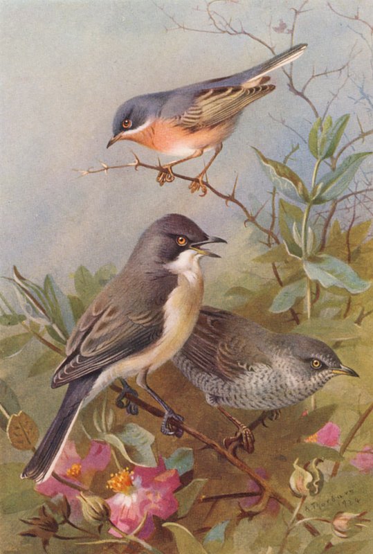  by Archibald Thorburn