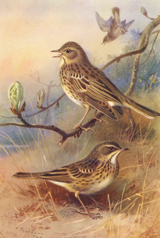  by Archibald Thorburn