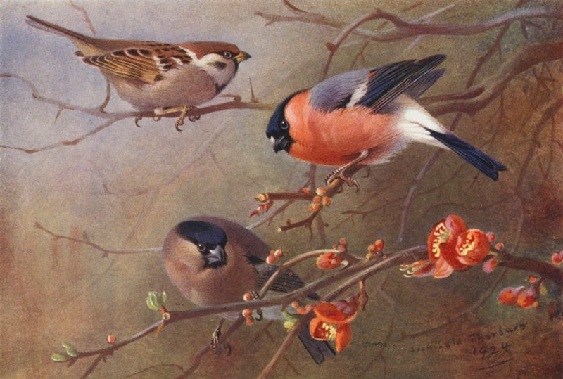 Tree-Sparrow, Bullfinch (erkek ve dişi) (renkli lito) by Archibald Thorburn