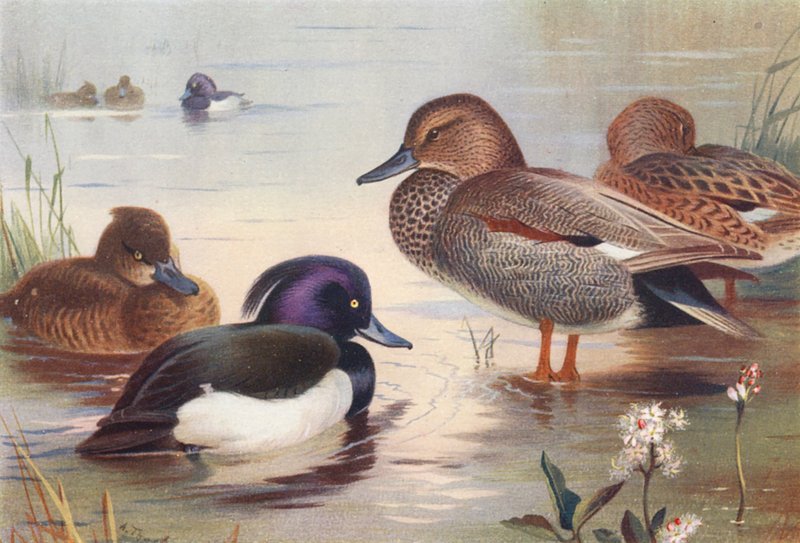  by Archibald Thorburn