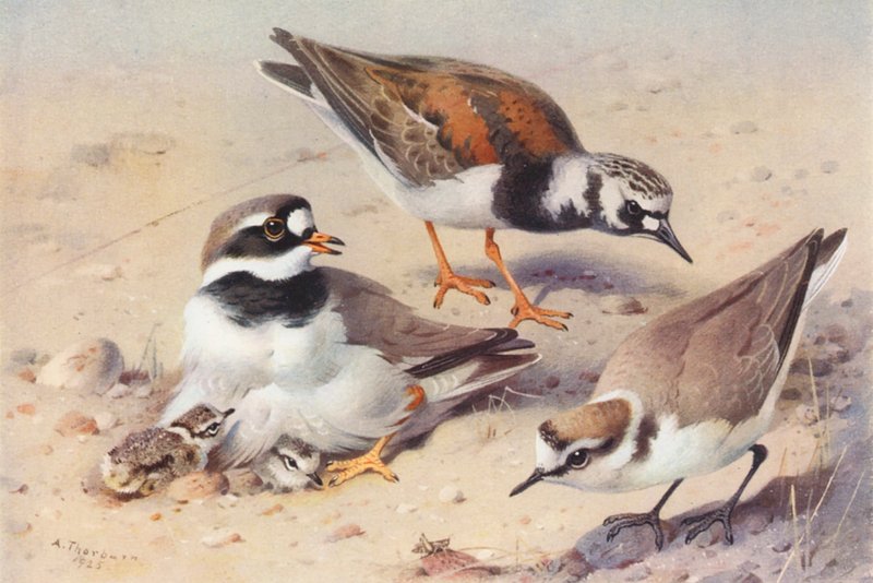  by Archibald Thorburn