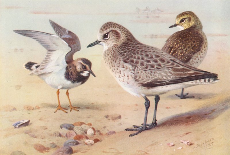 Turnagagası (kış), Gri Yağmurcun (kış), Altın Yağmurcun (kış) (renkli lito) by Archibald Thorburn